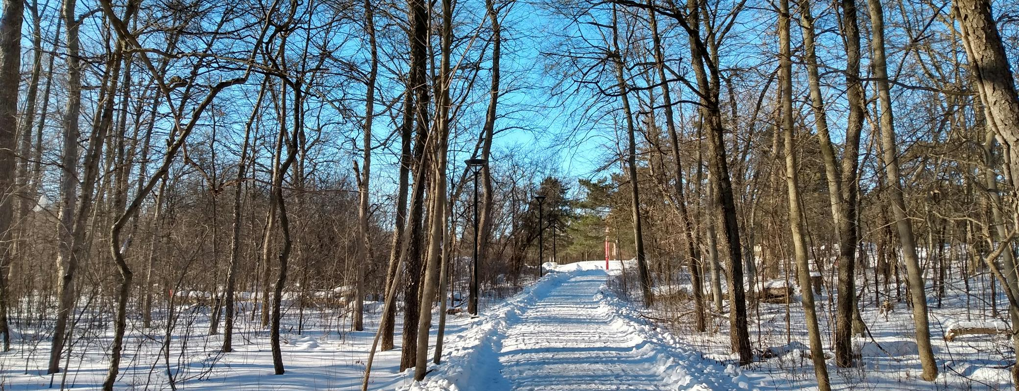 Trees and a trail.